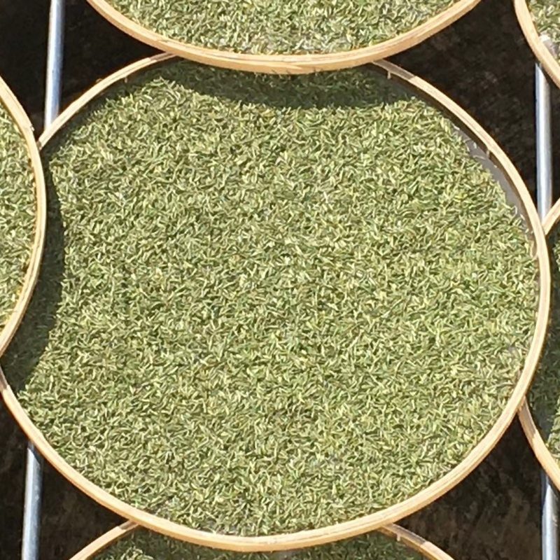 福鼎荒野白毫银针 竹匾晾晒 单芽散茶